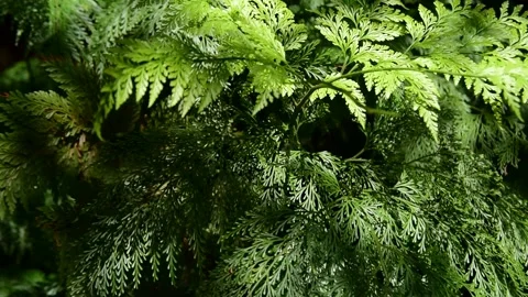 Foliage, a beautiful foliage moving gracefully in the wind starting unfocused Video stock 148106977