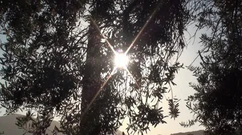 Foliage of a big olive in front of the sun Vidéo 11321704