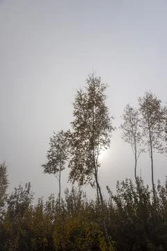 Foliage on a birch tree in cloudy autumn weather in the forest, foggy morni.. Stockfoto's