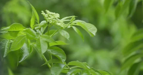 Foliage blowing in the wind after a storm on an overcast day Stock Footage 274107739
