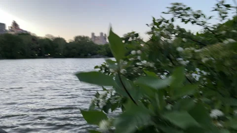 Foliage blows in the wind during a cold evening on the lake at Central Park NYC Stock Footage 195753209