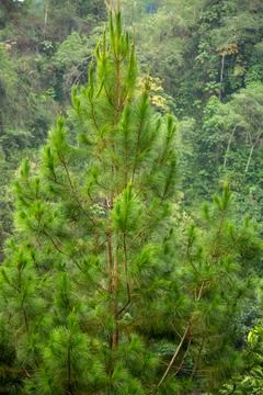 Foliage of caribbean pine Stock Photos