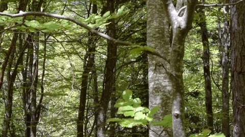 Foliage from a carpathian forest Stock Footage 106975777
