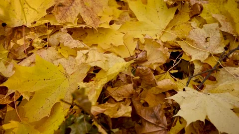 Foliage carpet background yellow maple leaves in autumn. Video panorama camera Video stock 163973625