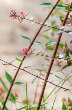Foliage Closeup Stock Photos
