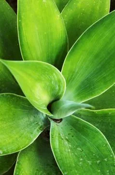 Foliage Closeup Stock Photos