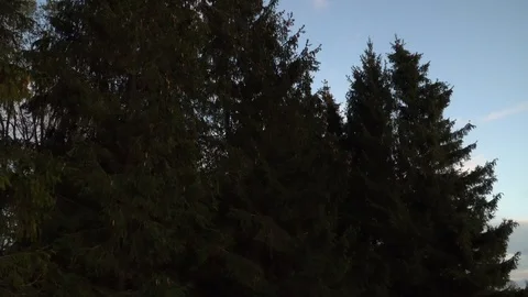 The foliage of a coniferous tree grove. Stock Footage 119342795