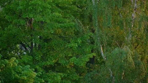 Foliage on the crown of trees at sunset Stock Footage 131208093