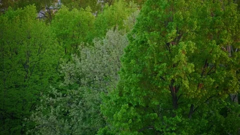 Foliage on the crown of trees at sunset 動画素材 131208171