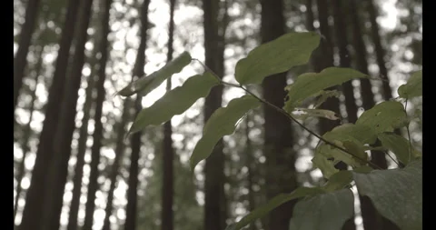 Foliage in Dense Forest Stock Footage 302771930