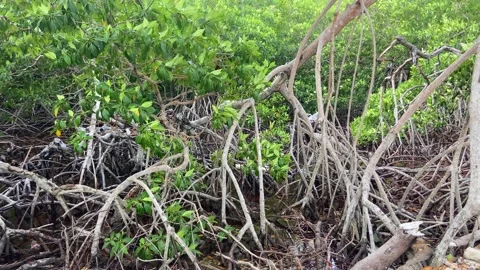 Foliage of dense mangles on the beach shore of tropical island. Panning Stock Footage 250246864
