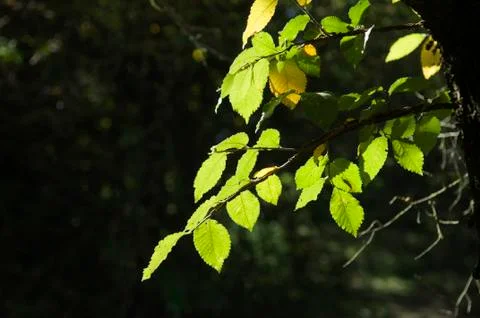 Foliage detail Stock Photos