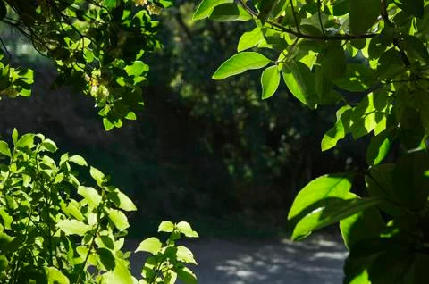 Foliage detail Stock Photos