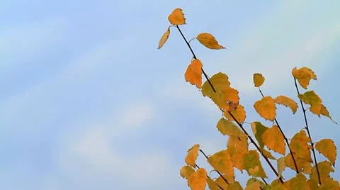 Foliage emblazoned in the sky Stock Footage 11325317