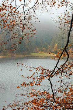 Foliage in fall colors on the branches Foto stock