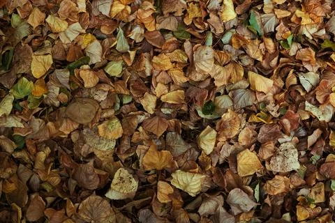 Foliage in the fall. Texture with dry leaves. Foto stock