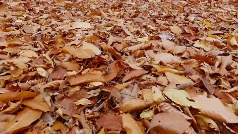 Foliage is fallen dry orange on the ground in autumn forest Stock Footage 163906735