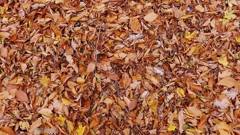 Foliage is fallen dry orange on the ground in the autumn forest, rotation Video stock 163906741