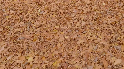 Foliage is fallen dry orange on ground in autumn forest Stock-Footage 164621572
