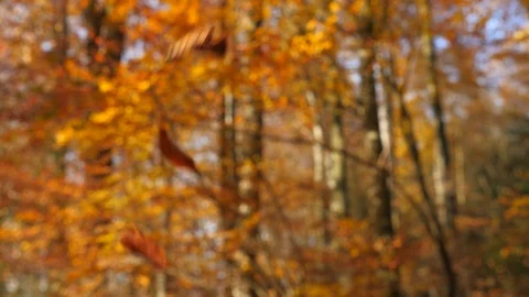 Foliage falling to the ground, slow motion Stock Footage 120301413
