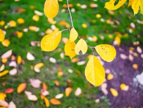 The foliage is falling from the trees Stock Photos