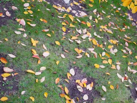 The foliage is falling from the trees Foto stock