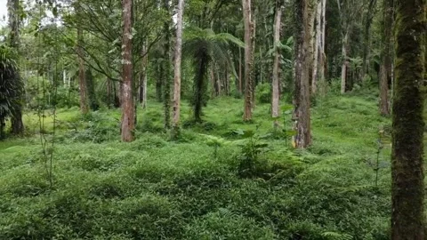 Foliage Fantasy: Exploring the Diverse Flora of Borneo Video stock 274321966