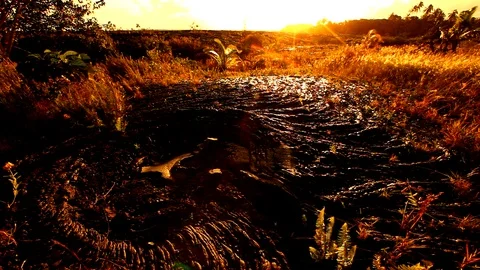 Foliage in a Field Dancing in the Wind. Stock Footage 109549484