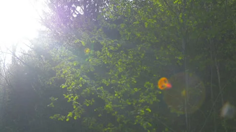 Foliage flare tracking sun Stock Footage 37799026