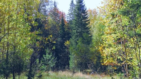 Foliage flying from yellowed trees Stock Footage 258849129