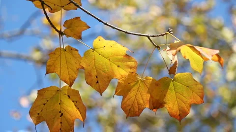 Foliage in focus Stock-Footage 5164175