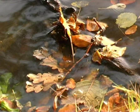 Foliage Stock Footage 88467