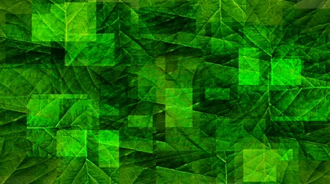 Foliage Stock Footage 544660