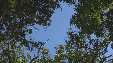 Foliage Video stock 3406208