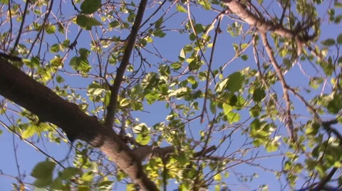 Foliage Stock-Footage 4280169