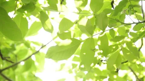 Foliage Stock Footage 10728343