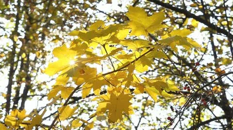 Foliage Video stock 11824970