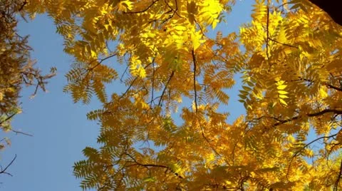 Foliage Stock Footage 12360456