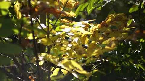 Foliage Vídeo Stock 30274270