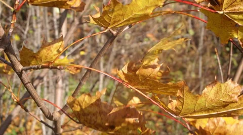 Foliage Vídeo Stock 31026337