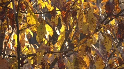 Foliage Stock Footage 31745305