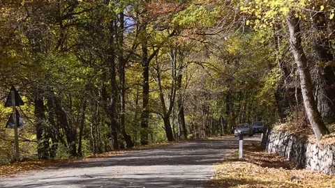 Foliage Stock Footage 82403264