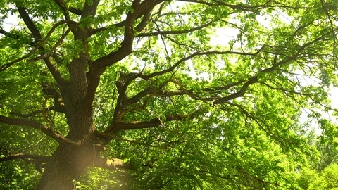 Foliage 動画素材 89899142