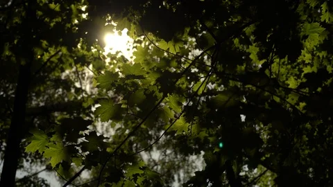 Foliage Stock Footage 89899177