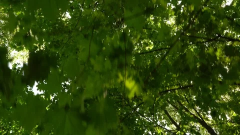 Foliage Stock Footage 89899189