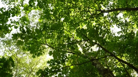 Foliage Stock Footage 89899269