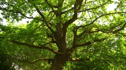 Foliage Stock Footage 89899318