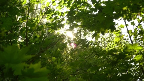 Foliage Stock Footage 89899327