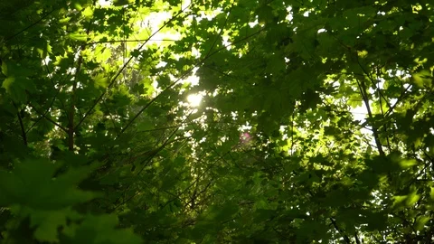 Foliage Stock Footage 89899397