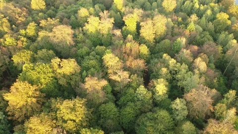 Foliage Stock Footage 117227699